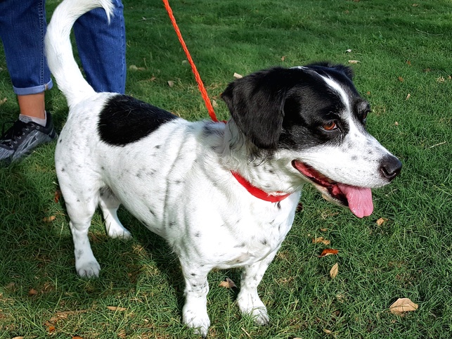 Houston, Pethouse Pet of the Week, June 23 2017, Happi
