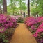 Lynn Herbert, River Oaks Garden Club, A Garden Book for Houston and the Texas Gulf Coast, March 2013, azaleas Bayou Bend