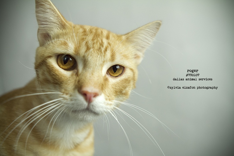Rescue cat Roger