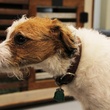 Green Bone, barkery, bakery, March 2013, dog