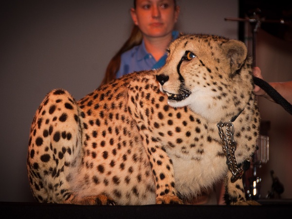 News_Houston Zoo Ball_April 2012_Cheetah