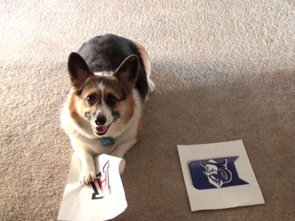 zoe dog cute ncaa bracket animals