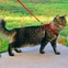 Cat on a leash