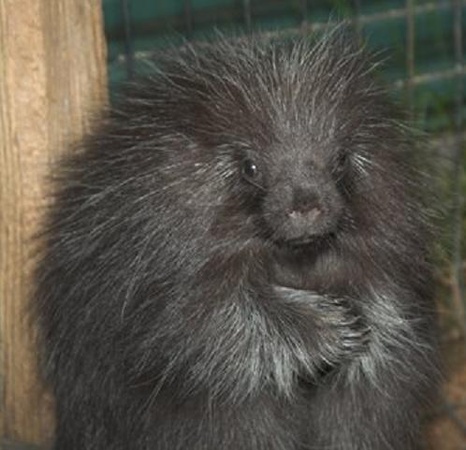 Ernie the Porcupine
