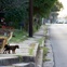 Barrio Dogs, stray dogs, January 2013