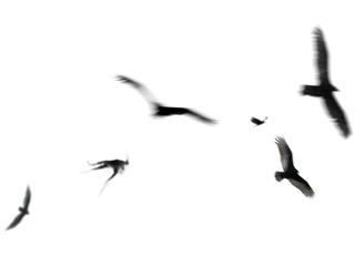FORUM 6 presents Marius Zgirdea: "Migration" opening day