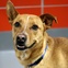 Wyoming shelter dog at SPCA