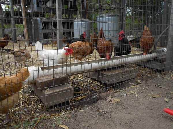 Austin Photo Set: News_Kerri Lendo_Chickens_Nov 2011_3