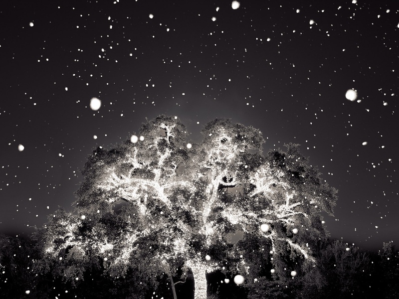 HCP SPIN8, July 2012, Colin Blakely - Lighted Tree