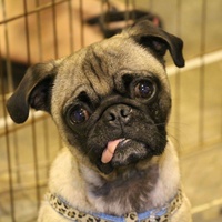PugHearts Houston Pug Rescue presents Pugs on the Bayou 2016