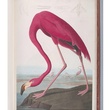 Joseph Campana, MFAH, Made in America, July 2012, Audubon, The Birds of America