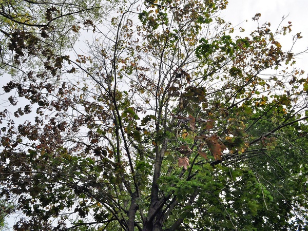 News_dying tree_branches_leaves