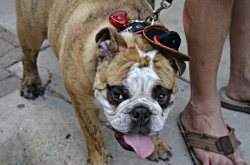Austin Photo Set: News_cinco de mayo_may 2012_7