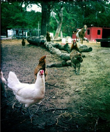 Chickens at Fruth Farm Southwest
