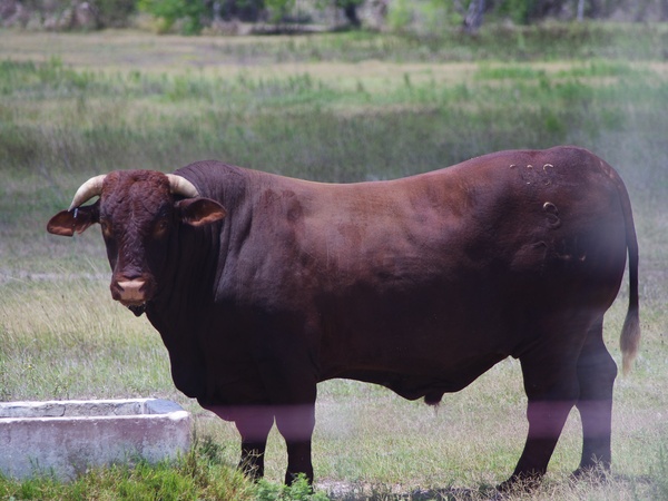 News_King Ranch_Santa Gertrudis Bull