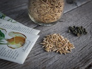 Non-GMO seed