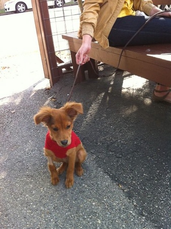 News_Paws on Patios