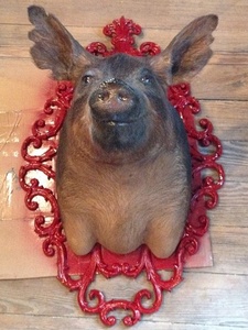 Austin photo: News_Matt McGinnis_Banger's_Pig Bust
