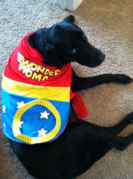 Dog in Wonder Woman costume