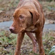 Forgotten Dogs, stray dogs, January 2013