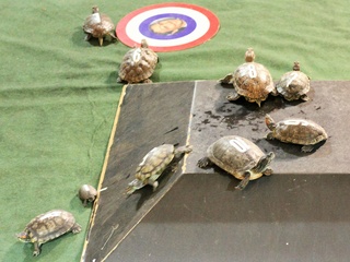 Little Woodrow's presents Turtle Race Thursdays