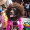 Austin Photo Set: News_Easter dog parade_april 2012_6