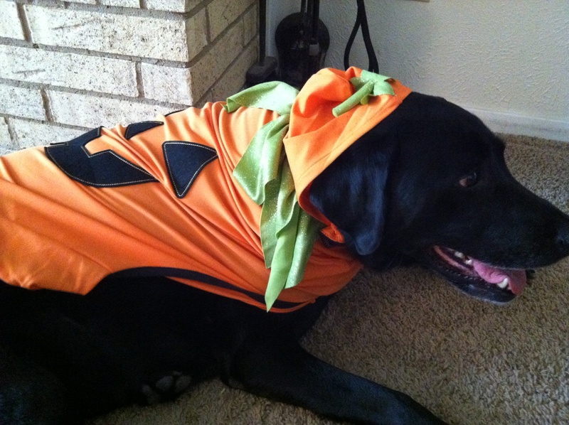 Dog in pumpkin costume