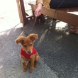 News_Paws on Patios