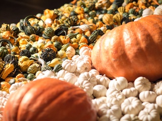 NorthPark Center presents Pumpkin Patch