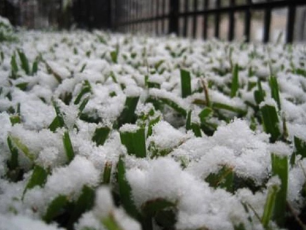 News_snow_grass