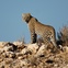 Stephan, Kgalagadi Transfrontier Park, safari, South Africa, August 2012, Leopard