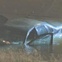 News_car crash_bayou