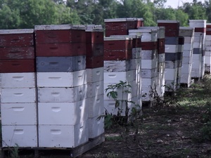 Stroope Honey Farms
