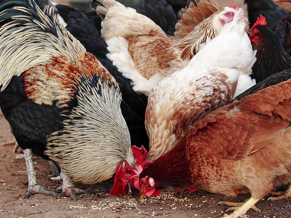 chickens, hens, January 2013
