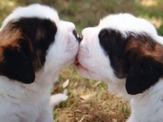 Saint Bernard presents Smooch A Pooch