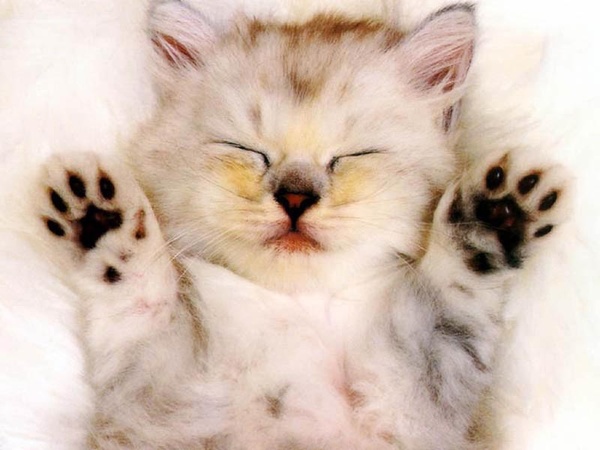 News_Amber_die_kitten