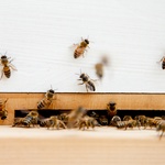 Bees in the apiary on the rooftop of Trace