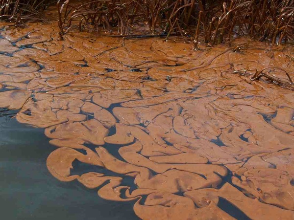 BP oil spill, oil, marsh