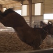 Unbranded documentary, mustang, horse, cowboy