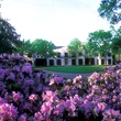 Rienzi, azaleas