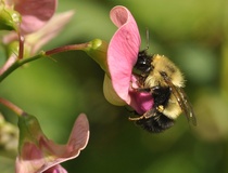 Marshall Hinsley: Texas farmer pleads the case for native bees