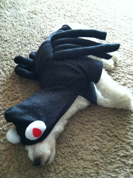 Dog in spider costume