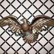 Austin Photo Set: News_Adrienne_Easy Tiger_jan 2012_eagle