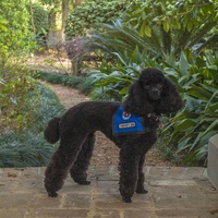 Tootsie, a therapy dog with Faithful Paws Pet Therapy Program