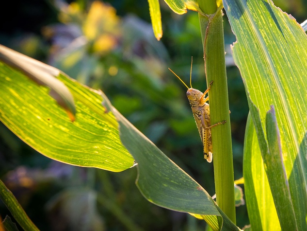 Texas farmer thwarts grasshoppers with magical nontoxic substance