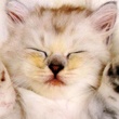 News_Amber_die_kitten