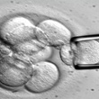 stem cells, pet stem cells