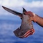 Shark fin
