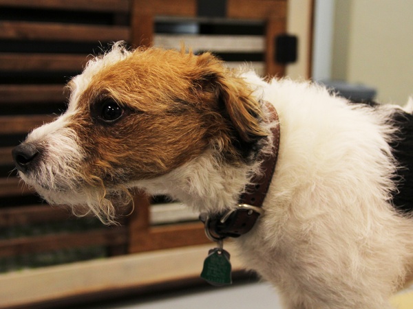 Green Bone, barkery, bakery, March 2013, dog
