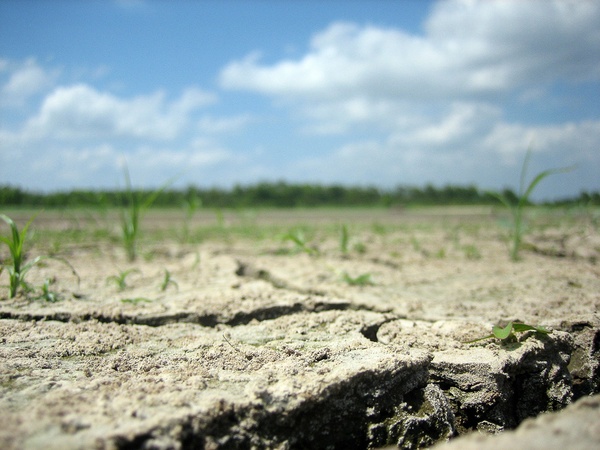 News_drought_cracked ground